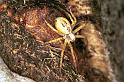 Philodromus_ZZ335_F1108_Z_88_Vernet-les-Bains_Frankrijk