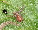 Philodromus_ZZ360_D4394_Z_85_Oostvlieland_Nederland
