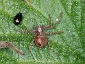 Philodromus_ZZ360_D4395_Z_87_Oostvlieland_Nederland