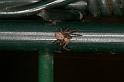 Philodromus_ZZXYX_D4039_Z_78_Waterleidingduinen_Nederland