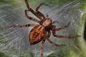 Philodromus_ZZXYX_D8235_Z_88_Ooij_Nederland