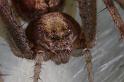Philodromus_ZZXYX_D8239_Z_89_Ooij_Nederland