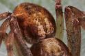 Philodromus_ZZXYX_D8240_Z_88_Ooij_Nederland