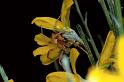 Philodromus_ZZXYX_P0589_Z_90_-_Frankrijk