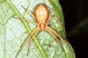 Philodromus_albidus_F1344_Z_84_Brousses-et-Villaret_Frankrijk
