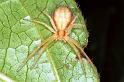 Philodromus_albidus_F1345_Z_85_Brousses-et-Villaret_Frankrijk