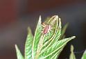 Philodromus_albidus_F2081_Z_75_Badhoevedorp_Nederland