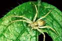 Philodromus_albidus_P0328_Z_80_Badhoevedorp_Nederland