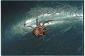 Philodromus_albidus_RF0028_O_75_Badhoevedorp_Nederland