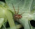 Philodromus_aureolus_D4438_Z_87_Badhoevedorp_Nederland