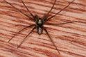 Philodromus_aureolus_D4798_Z_90_Badhoevedorp_Nederland