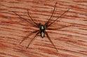 Philodromus_aureolus_D4799_Z_91_Badhoevedorp_Nederland