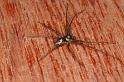 Philodromus_aureolus_D4801_Z_89_Badhoevedorp_Nederland