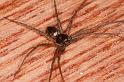 Philodromus_aureolus_D4803_Z_89_Badhoevedorp_Nederland