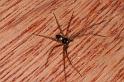 Philodromus_aureolus_D4804_Z_90_Badhoevedorp_Nederland