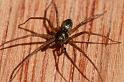 Philodromus_aureolus_D4805_Z_90_Badhoevedorp_Nederland