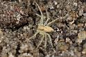 Philodromus_aureolus_D7384_Z_87_Badhoevedorp_Nederland