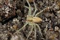 Philodromus_aureolus_D7385_Z_88_Badhoevedorp_Nederland