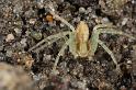 Philodromus_aureolus_D7386_Z_88_Badhoevedorp_Nederland