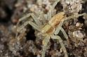 Philodromus_aureolus_D7387_Z_90_Badhoevedorp_Nederland