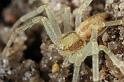 Philodromus_aureolus_D7388_Z_90_Badhoevedorp_Nederland