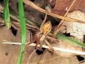Philodromus_aureolus_F1399_Z_88_Montolieu_Frankrijk