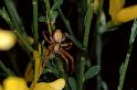 Philodromus_aureolus_P0590_O_90_-_Frankrijk