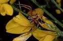 Philodromus_aureolus_P0591_Z_75_-_Frankrijk
