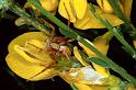 Philodromus_aureolus_P0592_O_90_-_Frankrijk