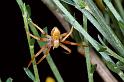 Philodromus_aureolus_P0593_O_90_-_Frankrijk