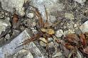 Philodromus_aureolus_P0594_O_90_-_Frankrijk