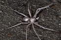 Philodromus_aureolus_P0832_Z_90_Guilermie_Frankrijk