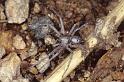 Philodromus_aureolus_P0833_Z_90_Guilermie_Frankrijk