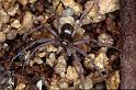 Philodromus_aureolus_P0834_Z_90_Guilermie_Frankrijk