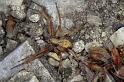 Philodromus_aureolus_P0840_Z_90_-_Frankrijk