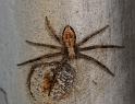 Philodromus_cespitum_D2840_Z_85_Badhoevedorp_Nederland