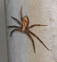 Philodromus_cespitum_D2841_Z_88_Badhoevedorp_Nederland