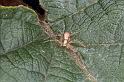 Philodromus_cespitum_F0062_Z_75_-_Frankrijk