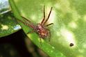 Philodromus_cespitum_F0241_Z_85_Ooij_Nederland