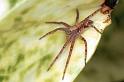 Philodromus_cespitum_F0242_Z_80_Ooij_Nederland