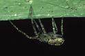 Philodromus_cespitum_P0361_Z_75_Waterleidingduinen_Nederland