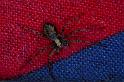 Philodromus_cespitum_P0573_Z_90_-_Frankrijk