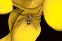 Philodromus_cespitum_P0583_Z_90_-_Frankrijk