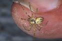 Philodromus_cespitum_P0835_Z_90_-_Frankrijk