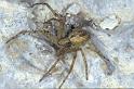 Philodromus_cespitum_P0836_O_85_-_Frankrijk