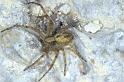 Philodromus_cespitum_P0837_Z_84_-_Frankrijk