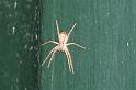Philodromus_dispar_D4252_Z_85_Ooij_Nederland