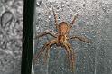 Philodromus_dispar_D4253_Z_88_Ooij_Nederland