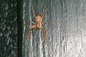 Philodromus_dispar_D4254_Z_86_Ooij_Nederland
