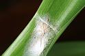 Philodromus_dispar_D4491_Z_82_Badhoevedorp_Nederland